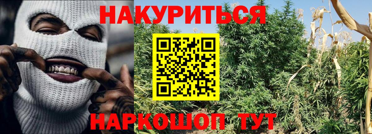 Конопля гибрид  Вход с VPN  Бошки Шишки Bruce Banner  Канабис гибрид  Орёл  Марихуана план 